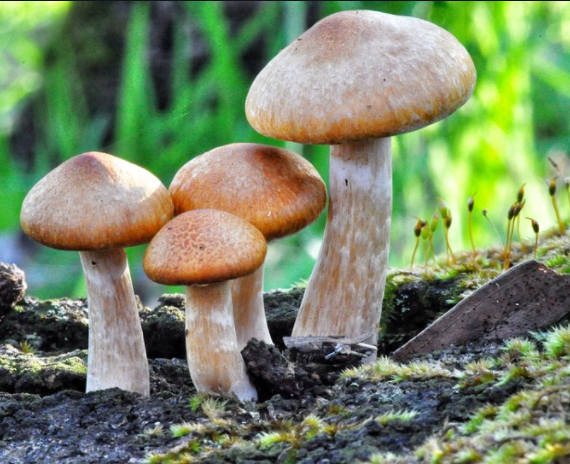Could You Obtain Top Utilizing Magic mushrooms canada To Increase Your Mental Health?